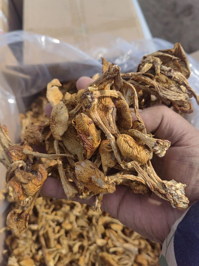 滑子菇大毛干货干菌菇口感佳基地直发运输便利欢迎联系