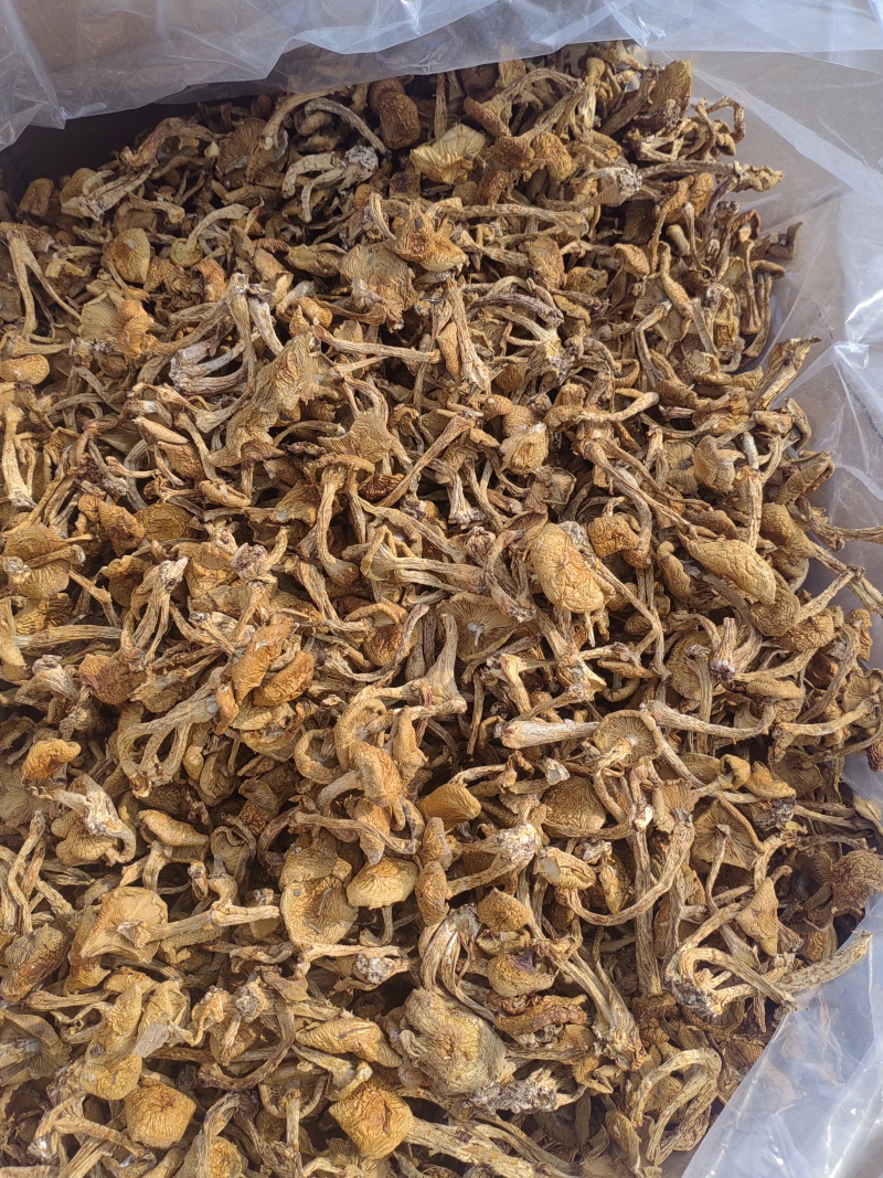 滑子菇大毛干货干菌菇口感佳基地直发运输便利欢迎联系