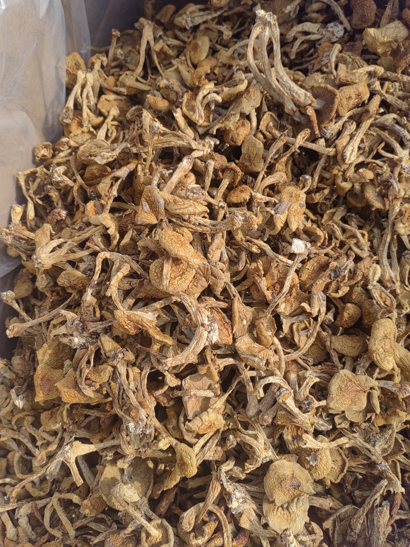 滑子菇大毛干货干菌菇口感佳基地直发运输便利欢迎联系