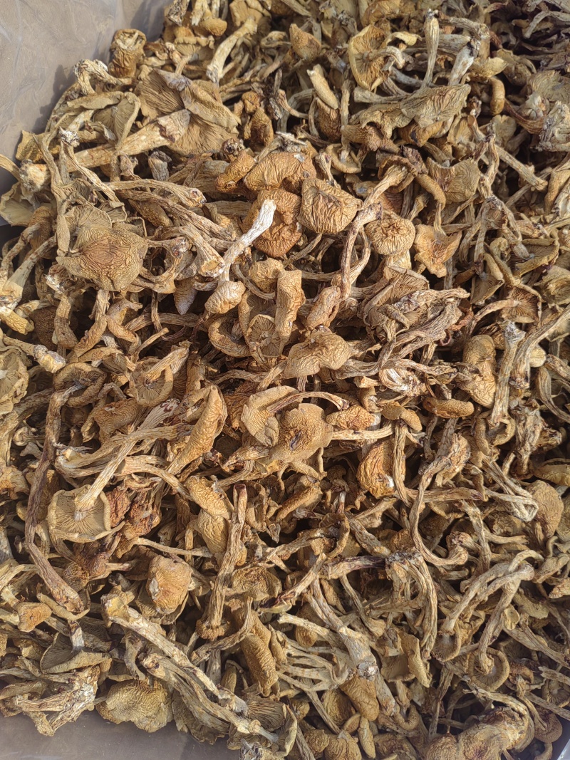 滑子菇大毛干货干菌菇口感佳基地直发运输便利欢迎联系