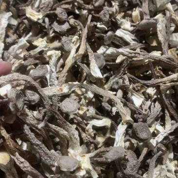 鹿茸菇干货