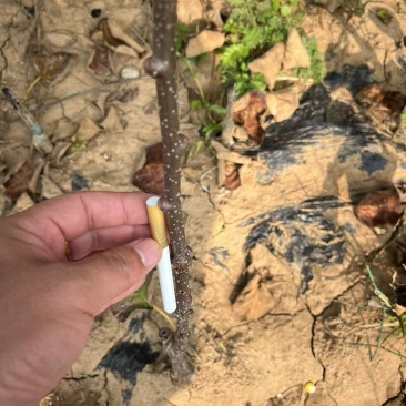 泰山一号猕猴桃水杨桃根系苗