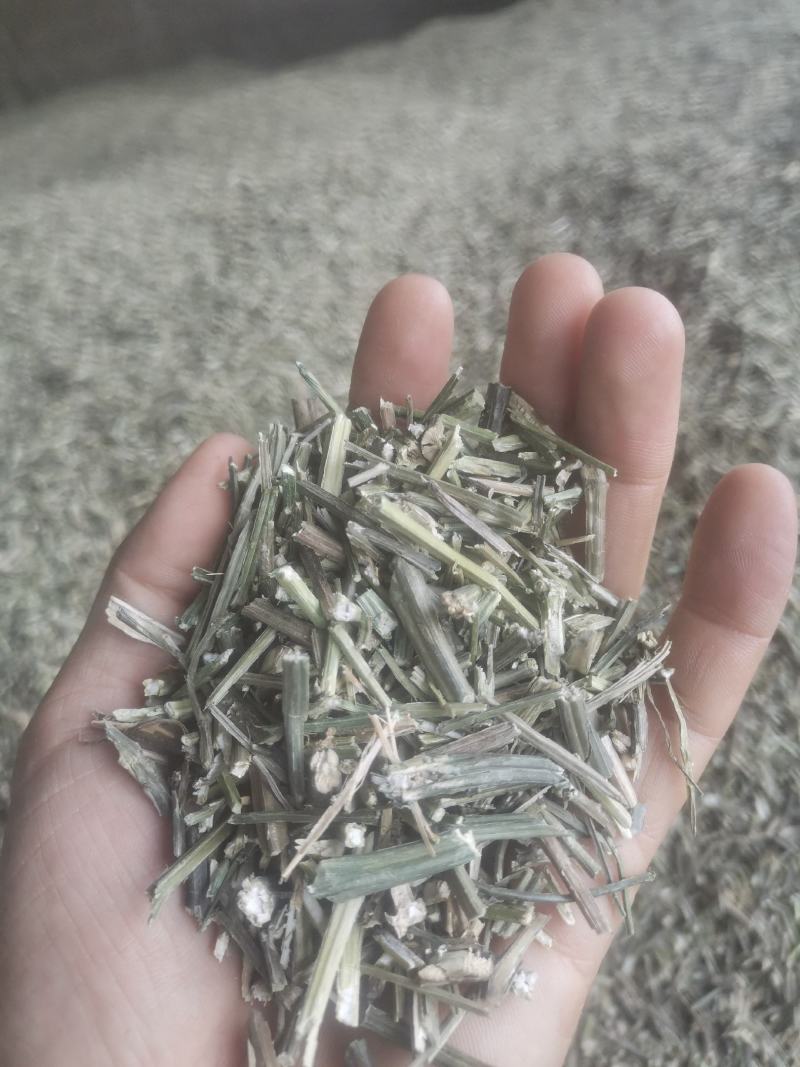 穿心莲