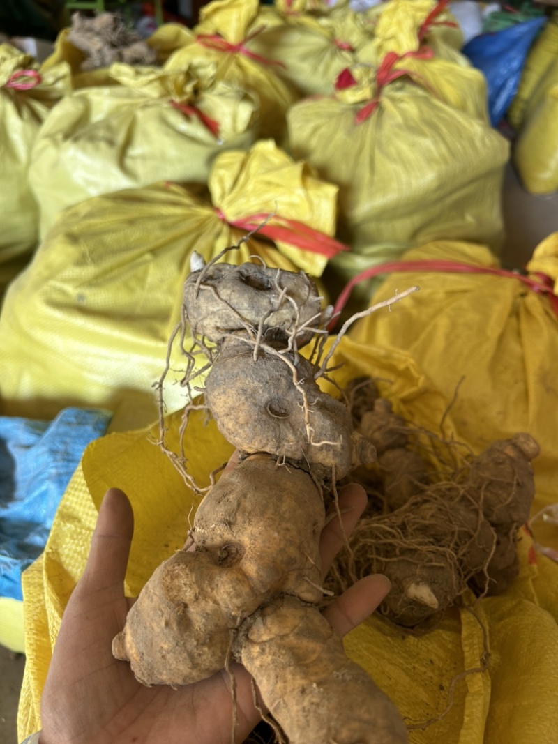 倒苗甜黄精鸡头黄精一手货源供应量大从优