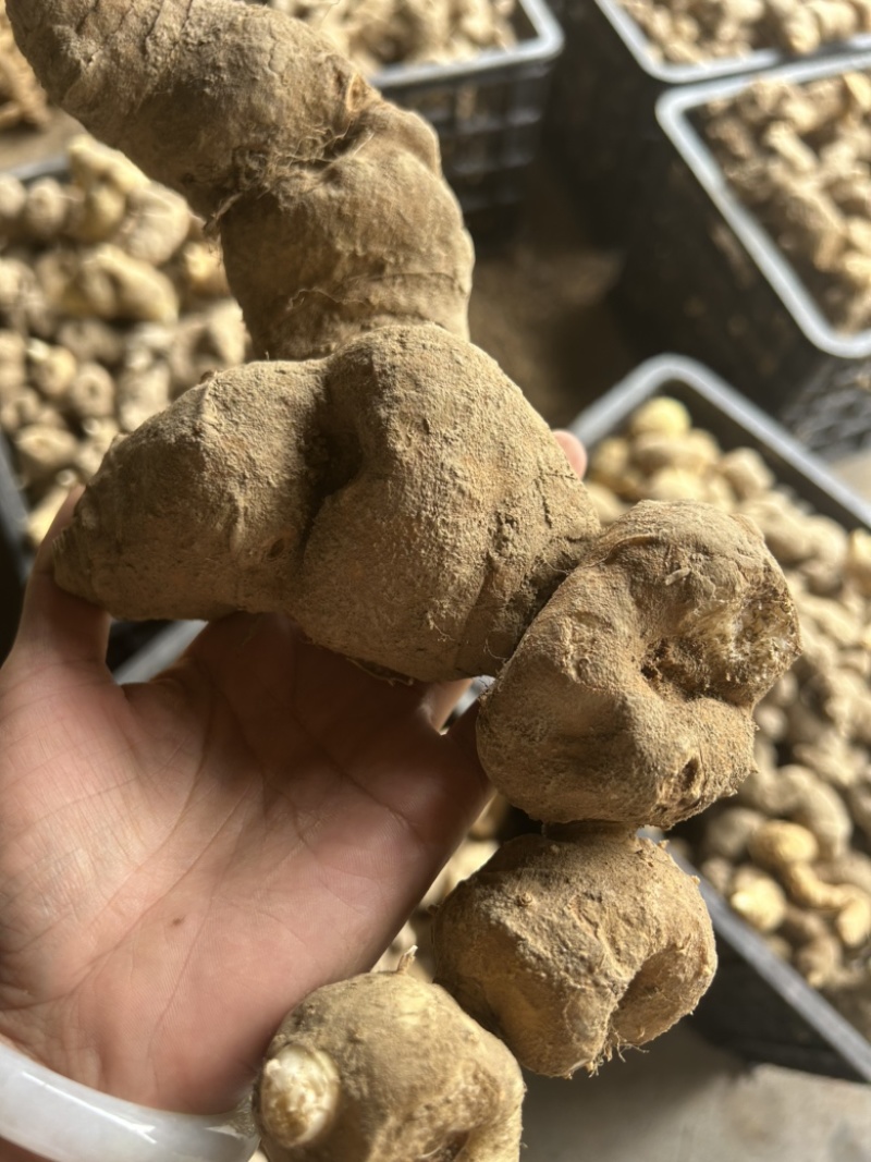 倒苗甜黄精鸡头黄精一手货源供应量大从优
