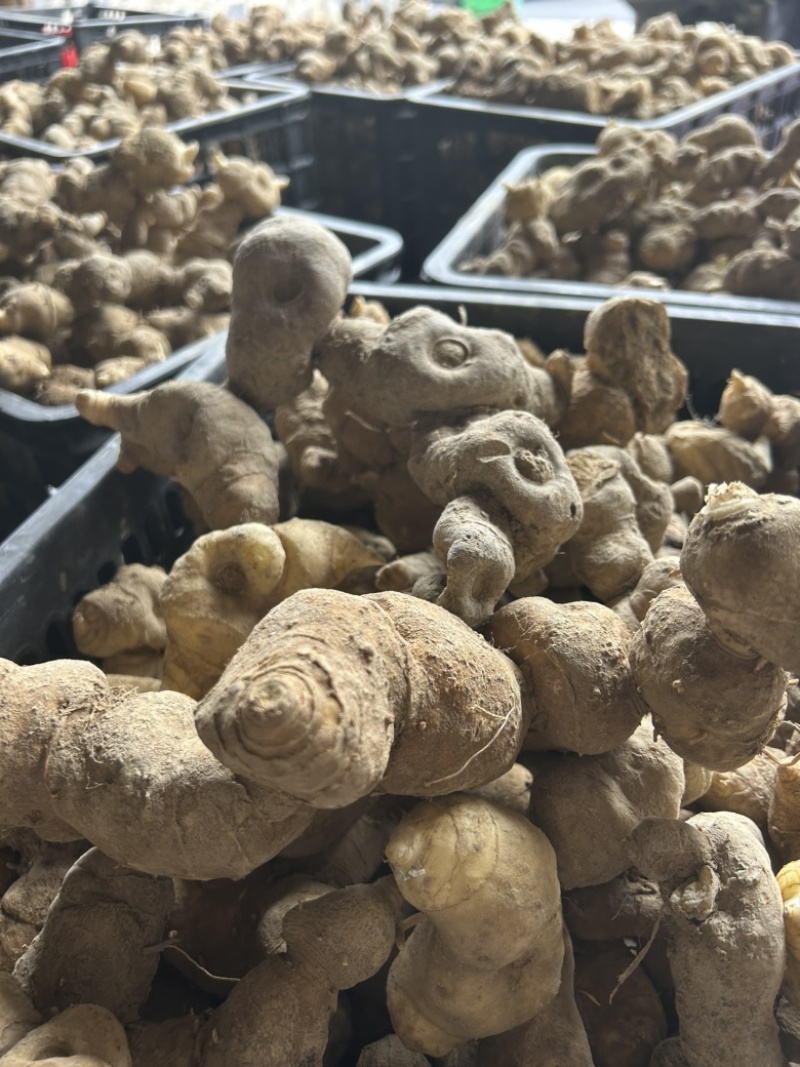 倒苗甜黄精鸡头黄精一手货源供应量大从优