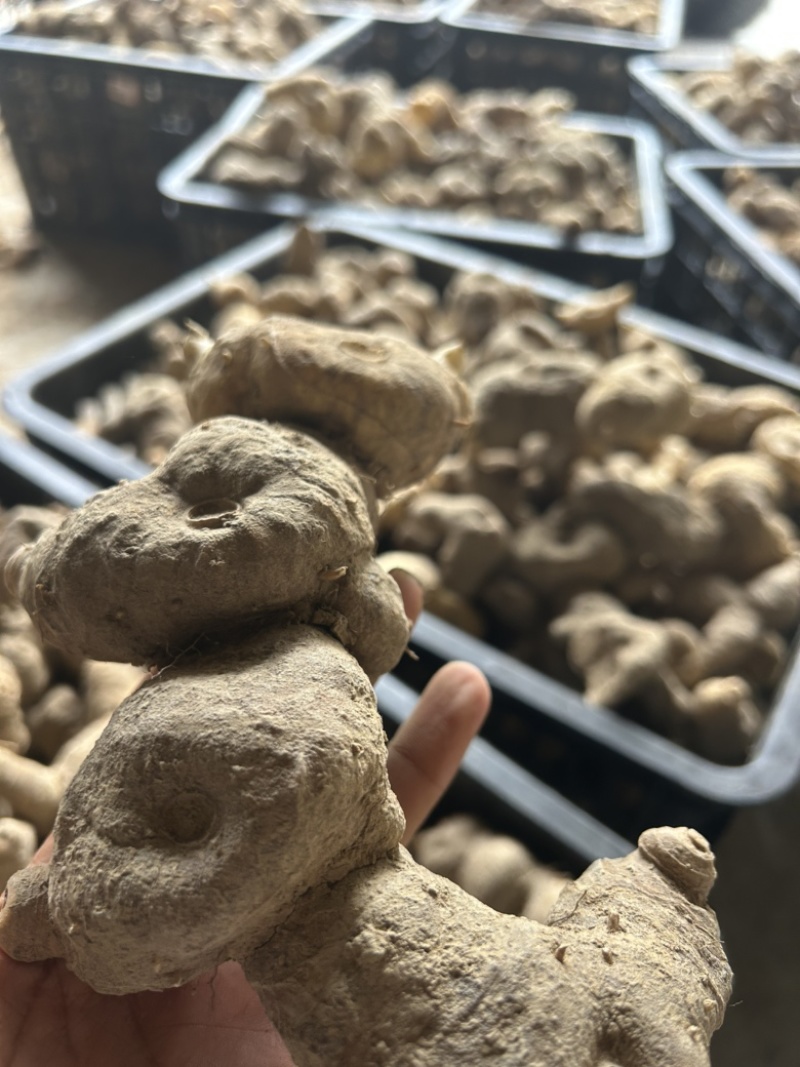 倒苗甜黄精鸡头黄精一手货源供应量大从优