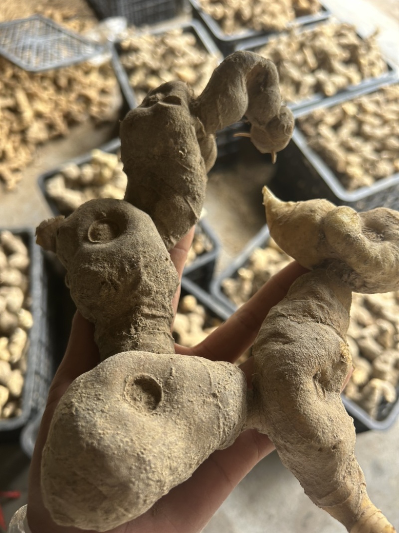 倒苗甜黄精鸡头黄精一手货源供应量大从优