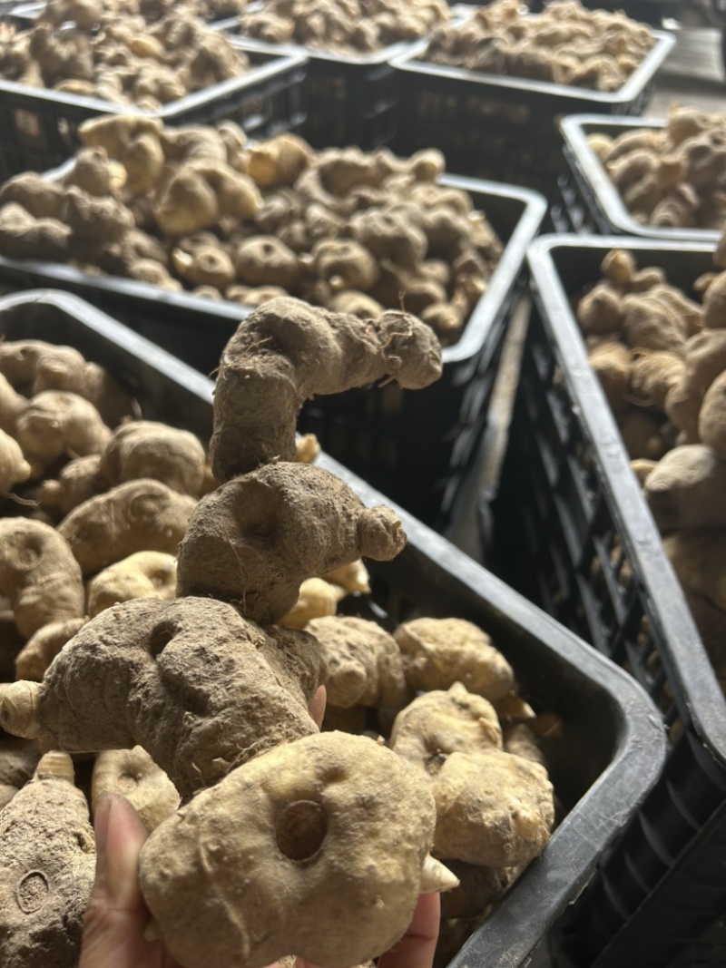 倒苗甜黄精鸡头黄精一手货源供应量大从优