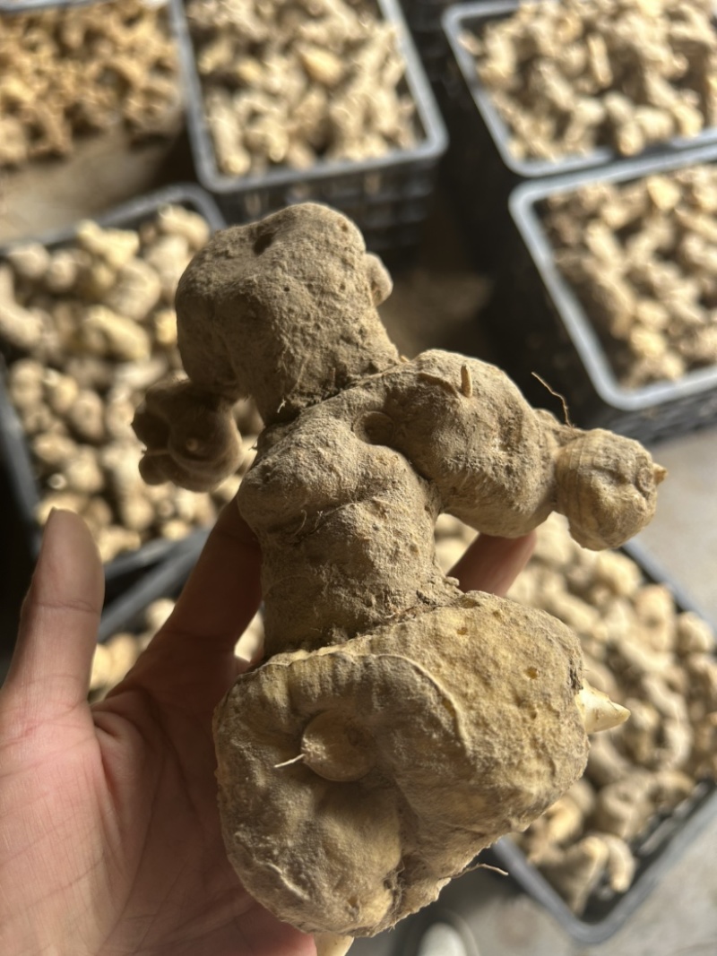 倒苗甜黄精鸡头黄精一手货源供应量大从优