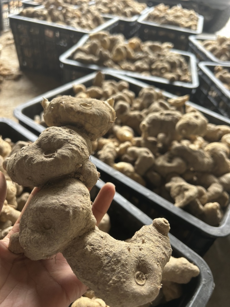 倒苗甜黄精鸡头黄精一手货源供应量大从优