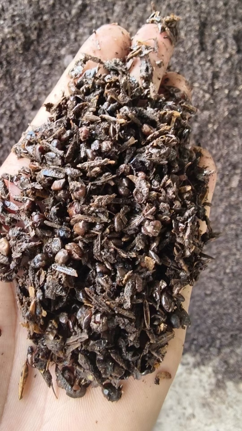 酱香高粱酒糟