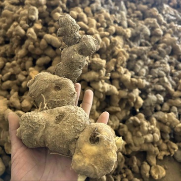 倒苗甜黄精鸡头黄精一手货源供应量大从优