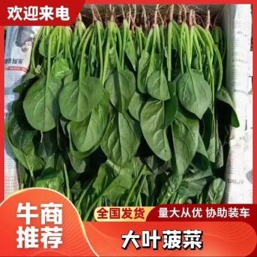山东大叶菠菜产地直发欢迎致电