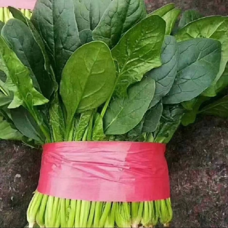 山东大叶菠菜产地直发欢迎致电