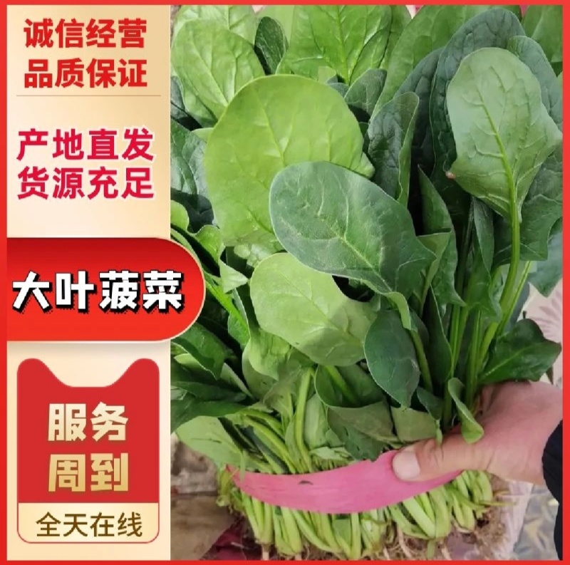 山东大叶菠菜产地直发欢迎致电