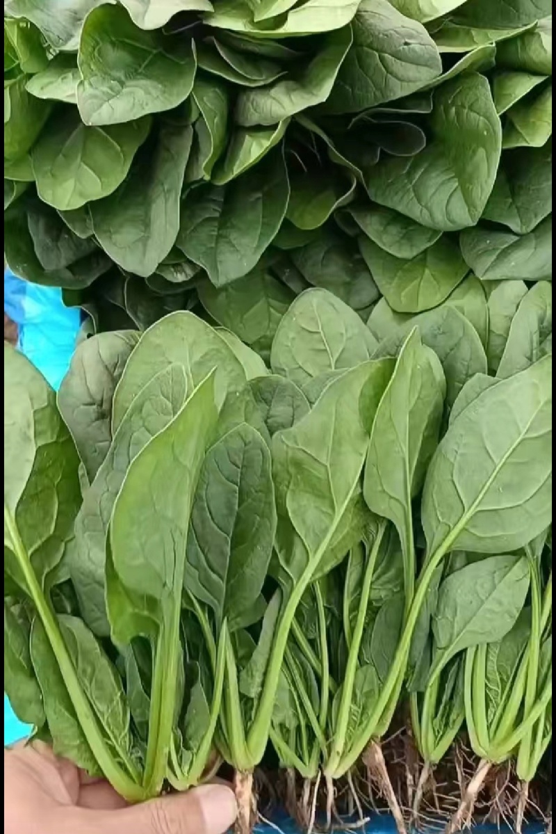 山东大叶菠菜产地直发欢迎致电