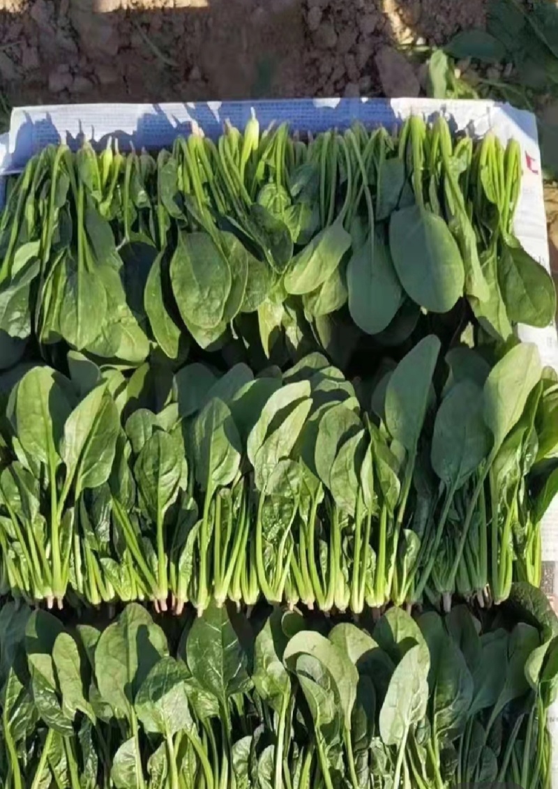 山东大叶菠菜产地直发欢迎致电