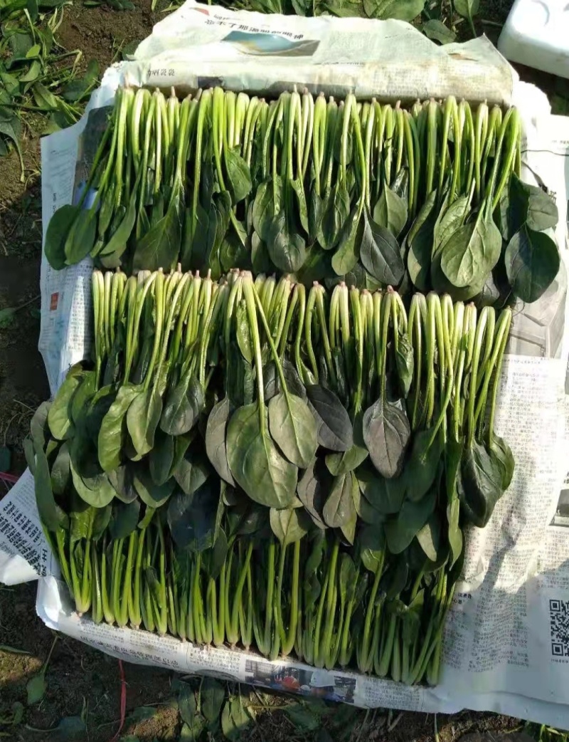 山东大叶菠菜产地直发欢迎致电