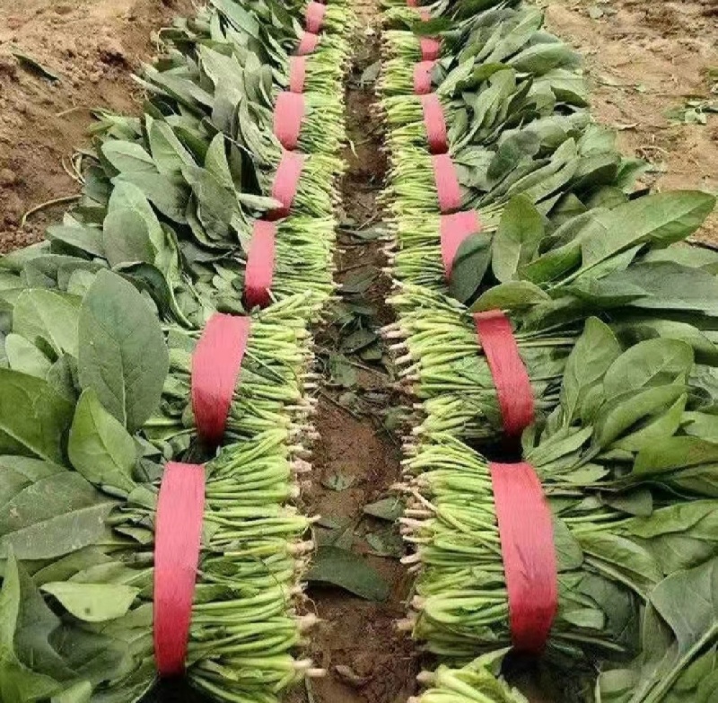 山东大叶菠菜产地直发欢迎致电