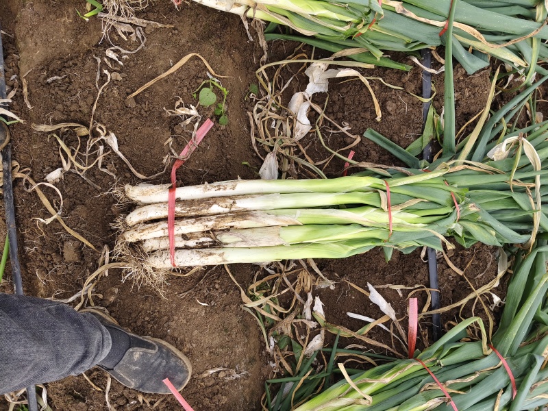 冬储大葱
