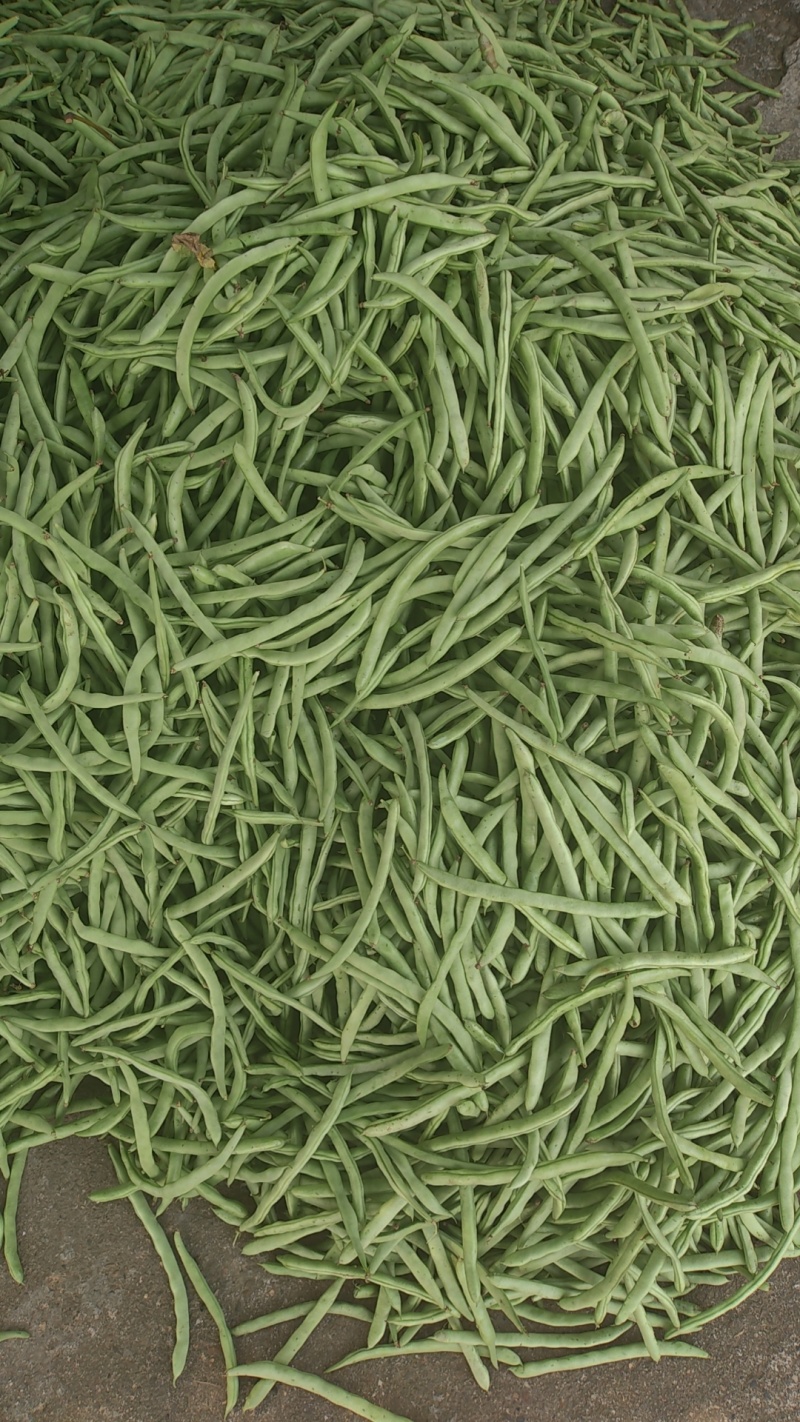 【精选】广西白花四季豆基地直发对接全国商超社区团购量大