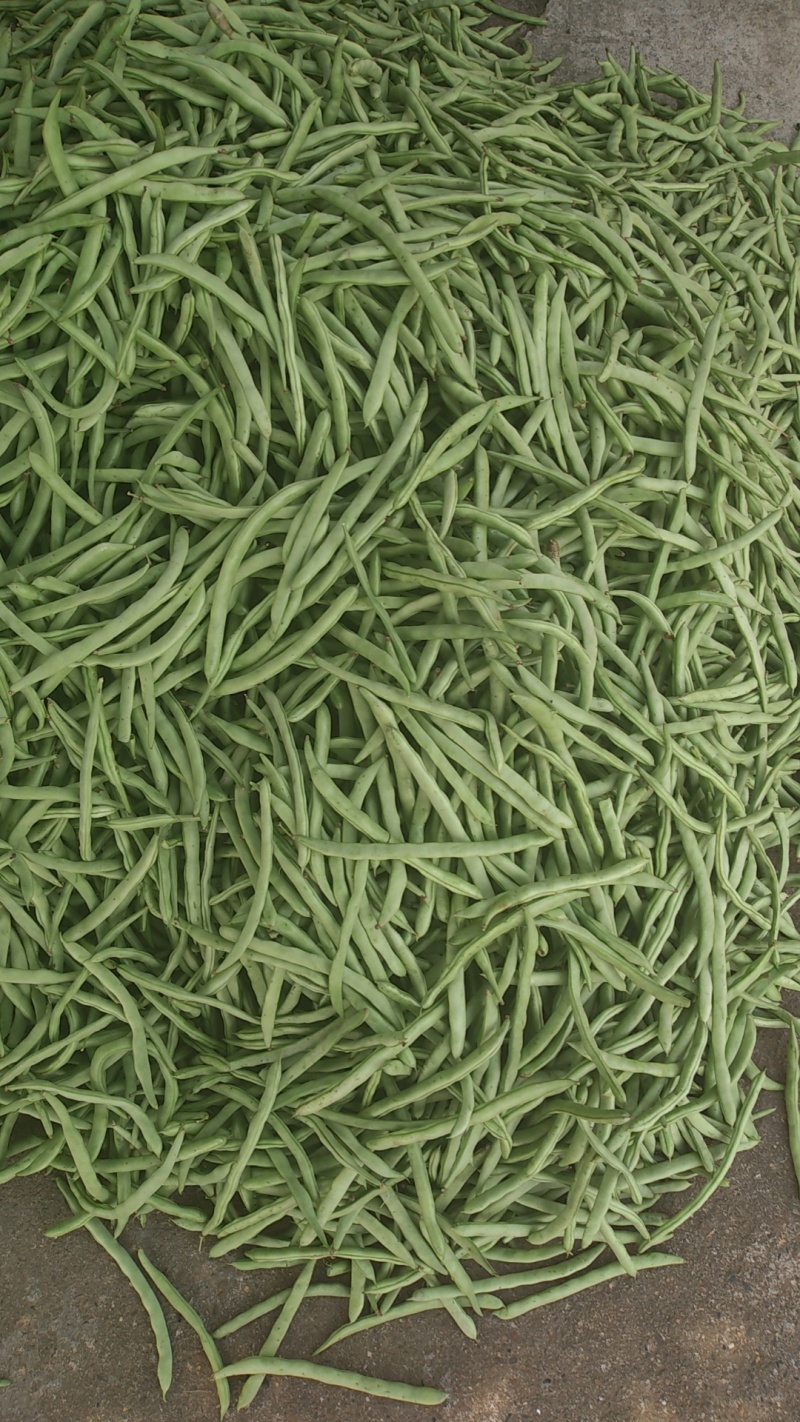 【精选】广西白花四季豆基地直发对接全国商超社区团购量大