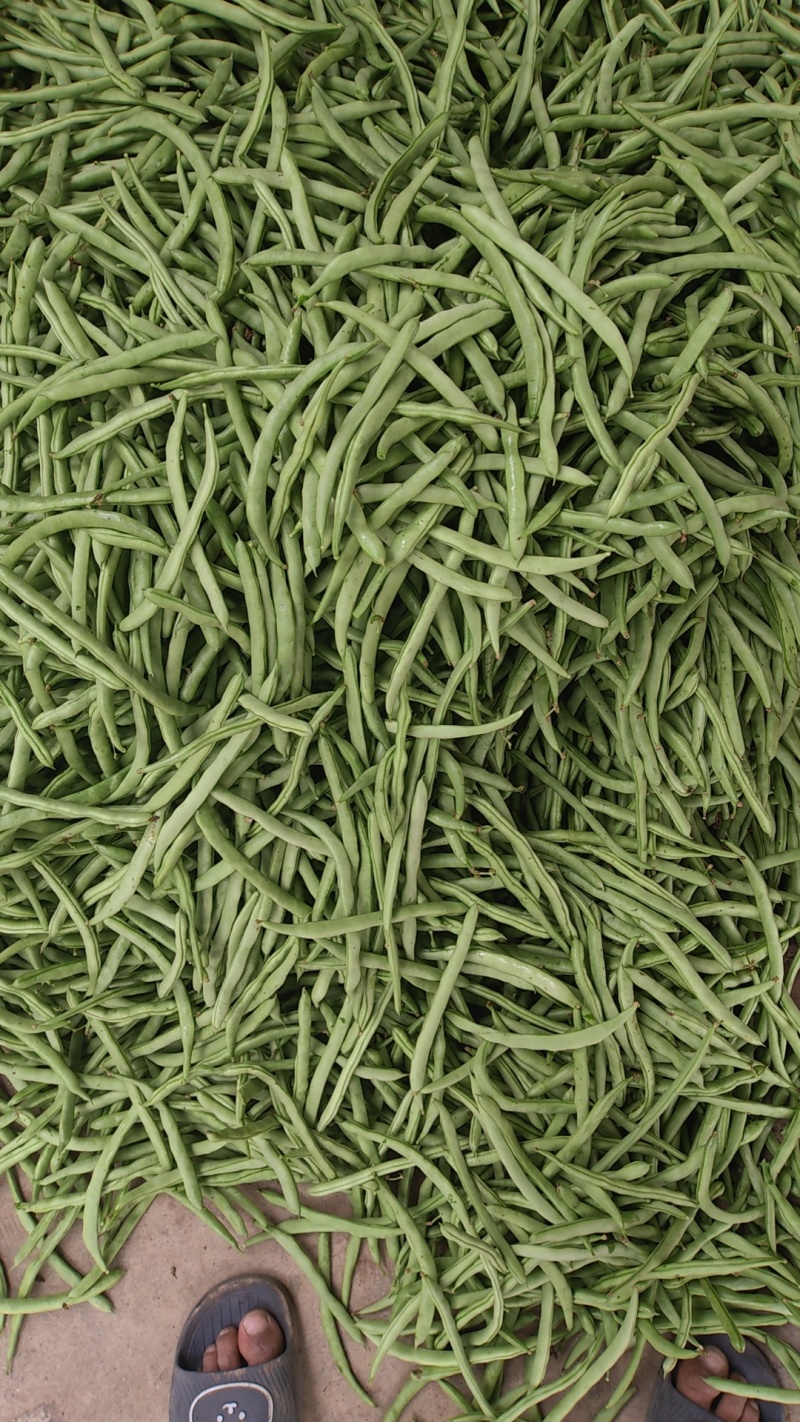 【精选】广西白花四季豆基地直发对接全国商超社区团购量大