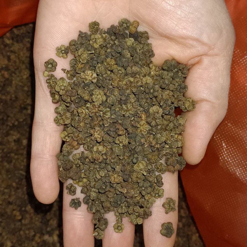 吴茱萸，产地直销量大丛优，大货有优势