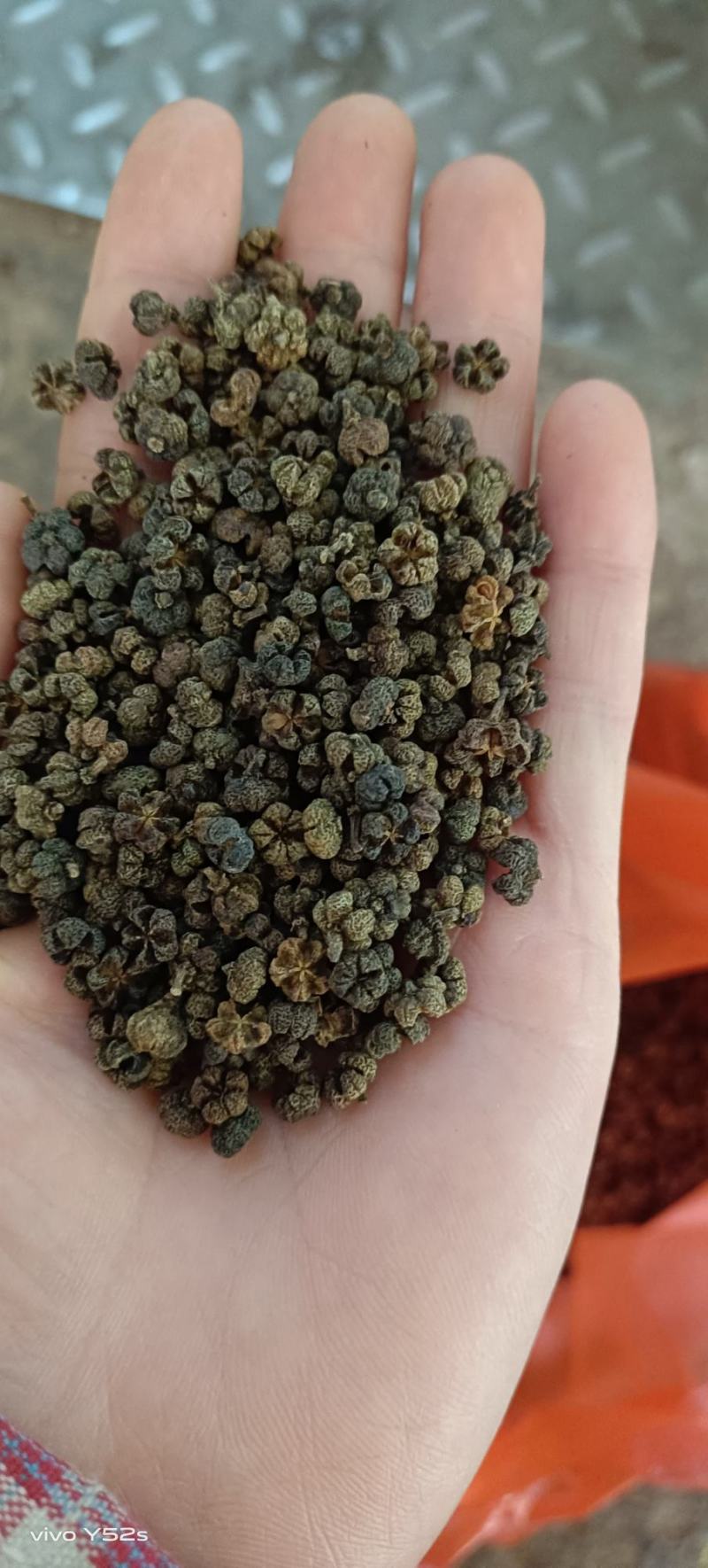吴茱萸，产地直销量大丛优，大货有优势