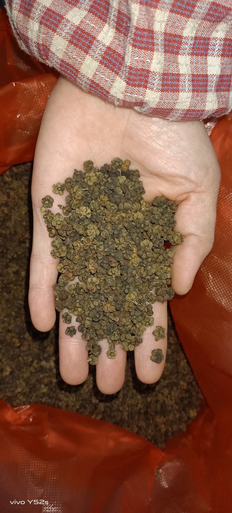 吴茱萸，产地直销量大丛优，大货有优势