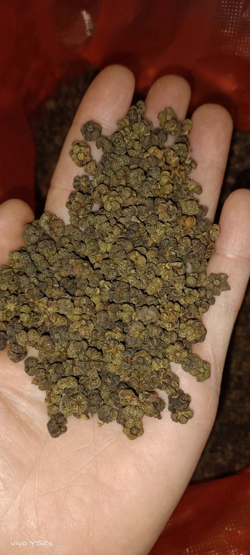 吴茱萸，产地直销量大丛优，大货有优势