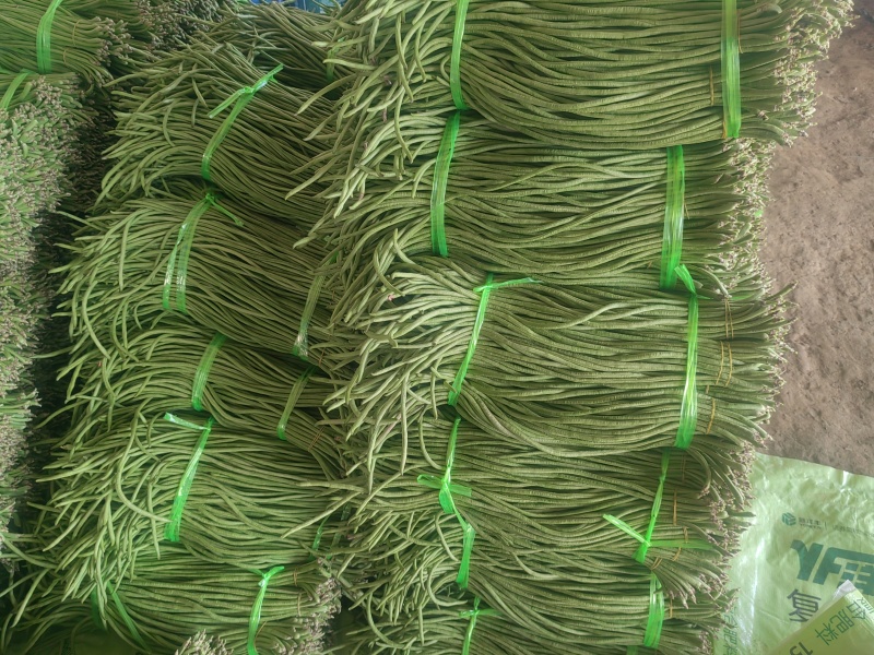 新鲜豆角大量有货产地直发对接全国市场商超电商
