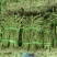 新鲜豆角大量有货产地直发对接全国市场商超电商