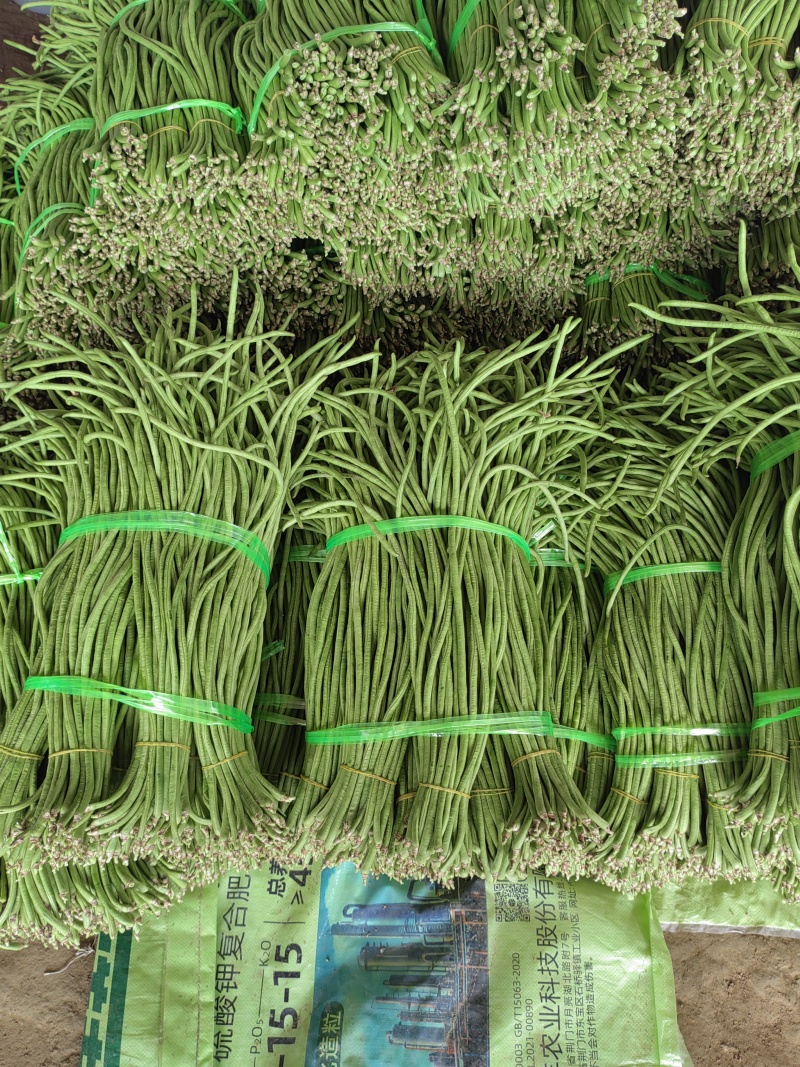 新鲜豆角大量有货产地直发对接全国市场商超电商