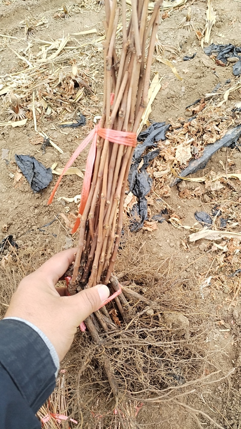 贝达葡萄苗山葡萄苗抗寒葡萄苗吉林葡萄苗