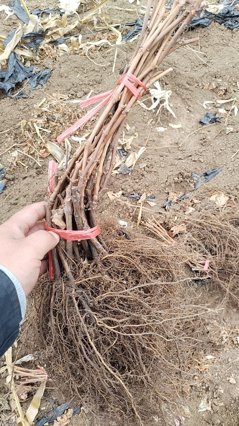 贝达葡萄苗山葡萄苗抗寒葡萄苗吉林葡萄苗