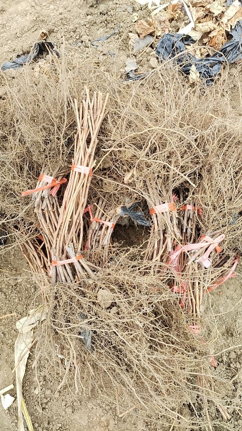 贝达葡萄苗山葡萄苗抗寒葡萄苗吉林葡萄苗