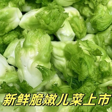 儿菜产地大量上货，品质保证，全国直发，可视频看货