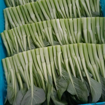 广东菜心大量上市，有货有量