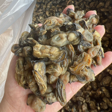 蚝干蚝豉海蛎干蚝肉生蚝干