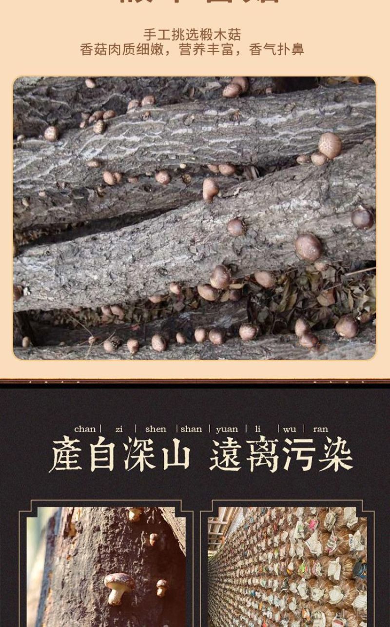 秦岭高山椴木香菇