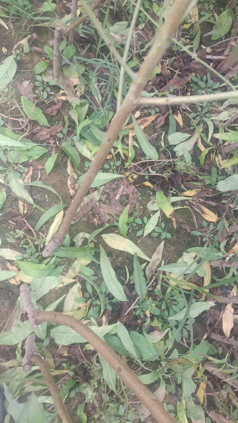 新品种桃苗，保真保纯价格优惠