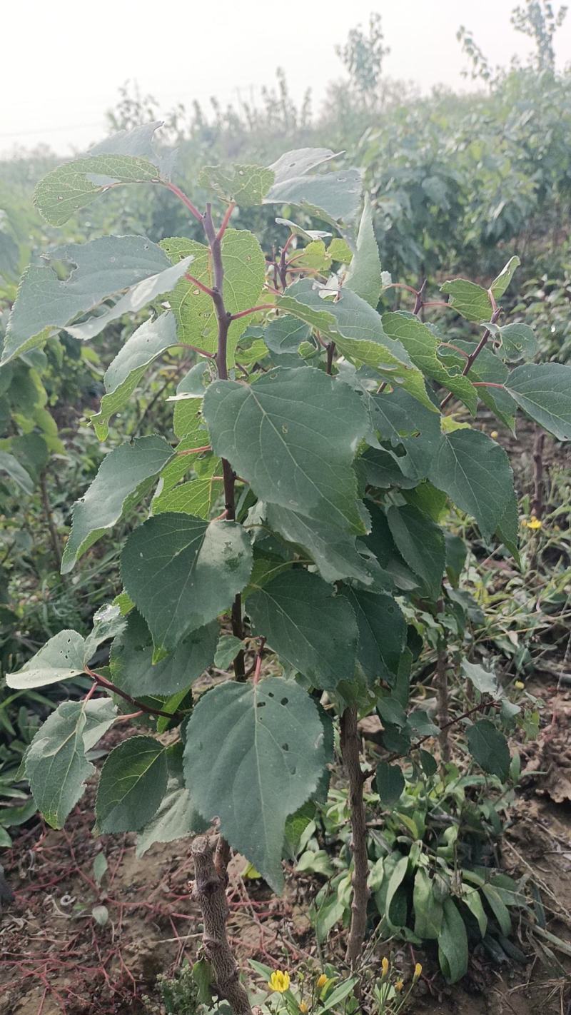 新品种桃苗，保真保纯价格优惠