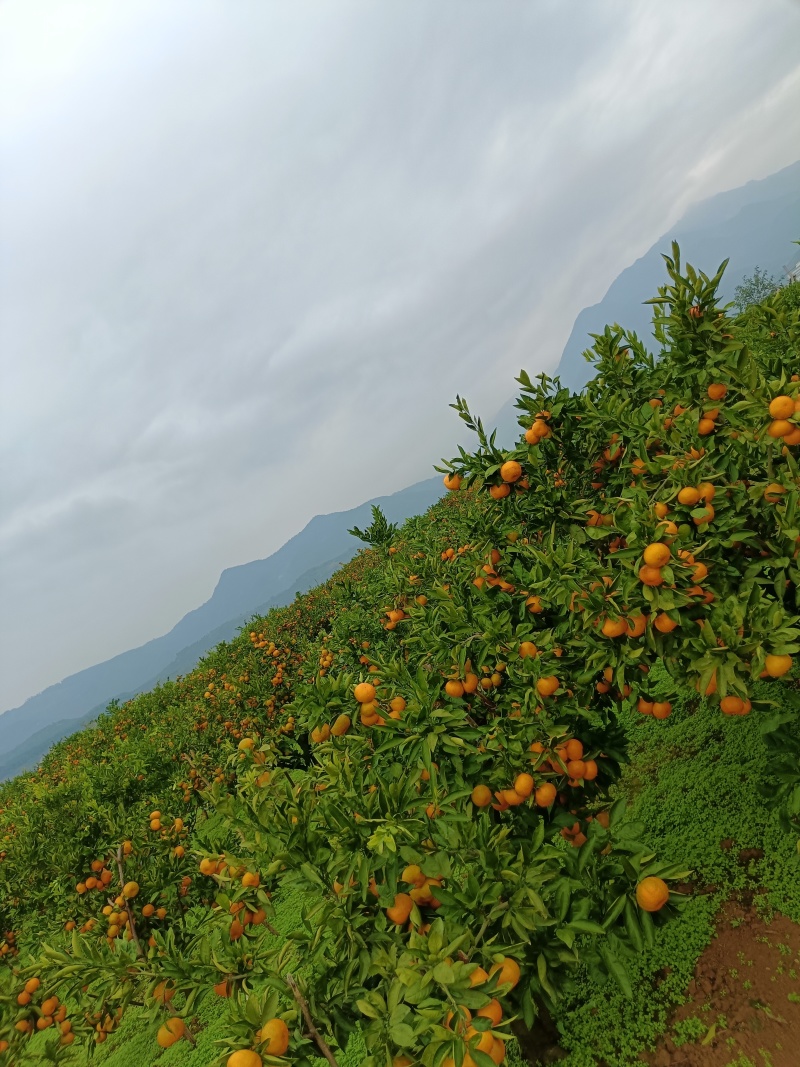 质量硬度果面光滑达标的农家山坡蜜桔产地批发