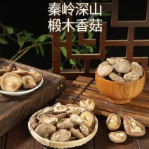 秦岭高山椴木香菇