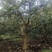 供应各种石榴树，直径20-40cm，丛生独干都有