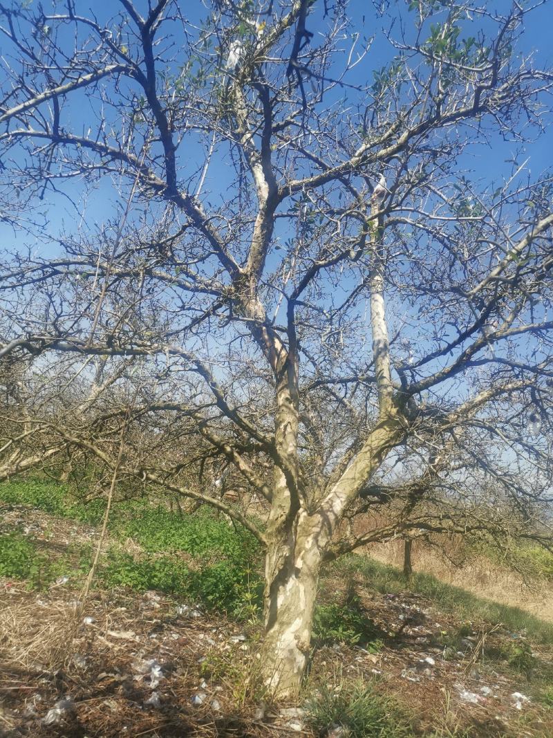 供应各种石榴树，直径20-40cm，丛生独干都有