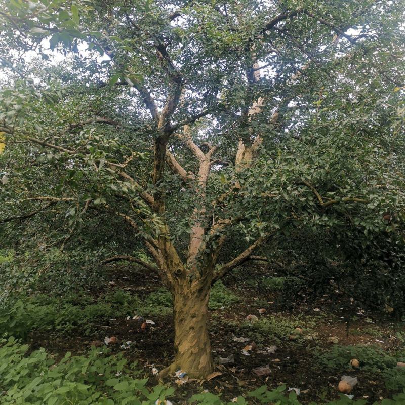 供应各种石榴树，直径20-40cm，丛生独干都有