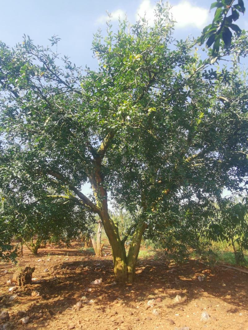 供应各种石榴树，直径20-40cm，丛生独干都有